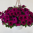 Петуния ампельная Саксесс Виолет Петуния ампельная Саксесс Виолет