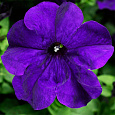 Петуния грандифлора Тритуния Блю Петуния грандифлора Тритуния Блю
