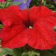 Петуния грандифлора Дримс Ред Петуния грандифлора Дримс Ред
