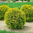 Туя западная Мириам Туя западная Мириам