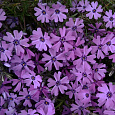 Флокс шиловидный Пёпл Бьюти Флокс шиловидный Пёпл Бьюти