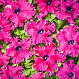 Петуния бахромчатая Афродита розовая Петуния бахромчатая Афродита розовая