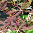 Каштан конский красный павия Purple Spring