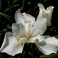 Ирис сибирский White Swirl Ирис сибирский White Swirl
