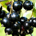 Смородина черная Волшебница