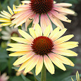 Эхинацея пурпурная Ивнинг Глоу