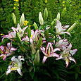 Лилия восточная Хотлайн Лилия восточная Хотлайн