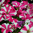 Петуния крупноцветковая Танго Розовая с белой звездой Петуния крупноцветковая Танго Розовая с белой звездой