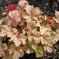 Гейхера Pinot gris Гейхера Pinot gris