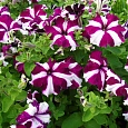 Петуния грандифлора Тритуния Кримсон Стар Петуния грандифлора Тритуния Кримсон Стар
