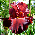 Ирис бородатый Циммарон Стрип