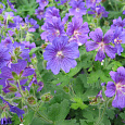 Герань (Аистов клюв) гибридная Johnson`s Blue Герань (Аистов клюв) гибридная Johnson`s Blue
